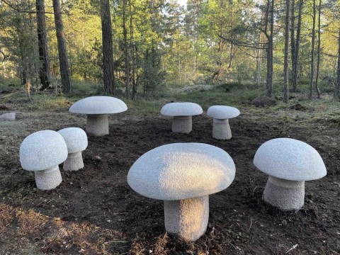 Boletus Edulis