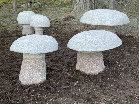 Boletus Edulis