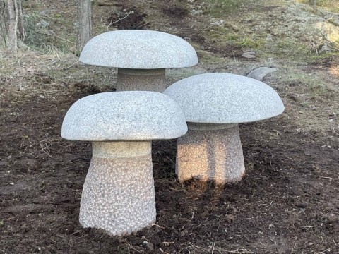 Boletus Edulis